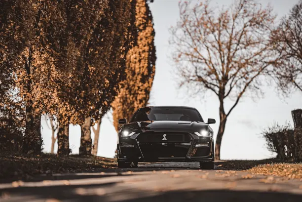 카지노 라이언 윈스 안드로이드/iOS 앱